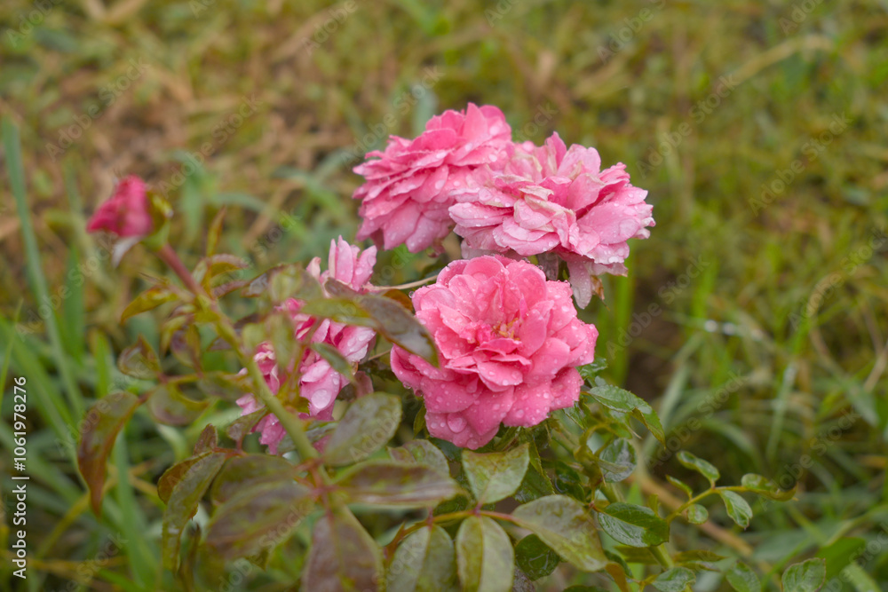 Beautiful pink rose flower closeup in garden, A very beautiful rose flower bloomed on the rose tree, Rose flower, bloom flowers, Natural spring flower, Nature Beautiful pink rose flower closeup in garden, A very beautiful rose flower bloomed on the rose tree, Rose flower, bloom flowers, Natural spring flower, Nature
