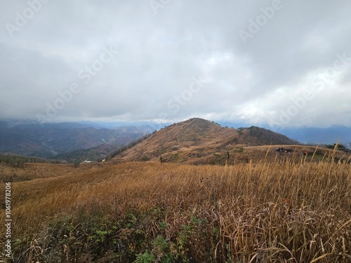 Reeds, Reed field, reeds