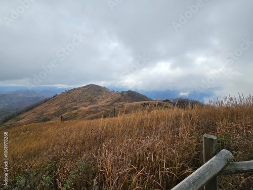 Reeds, Reed field, reeds