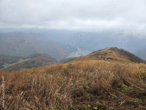 Reeds, Reed field, reeds