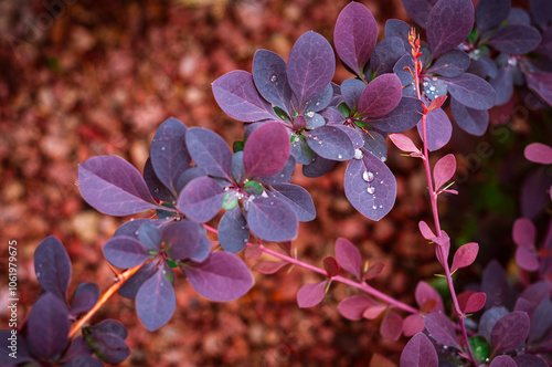 Vibrant Pink and Purple Leaves of Berberis thunbergii Atropurpurea. This ornamental shrub is widely used in landscape design for its stunning foliage and vibrant colours..