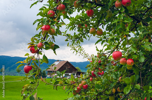 Apple Tree with Red Fruits Framing a Farmhouse in the Background. The lush green leaves and branches draw attention to the rural scene, emphasising the beauty of the countryside during harvest season.