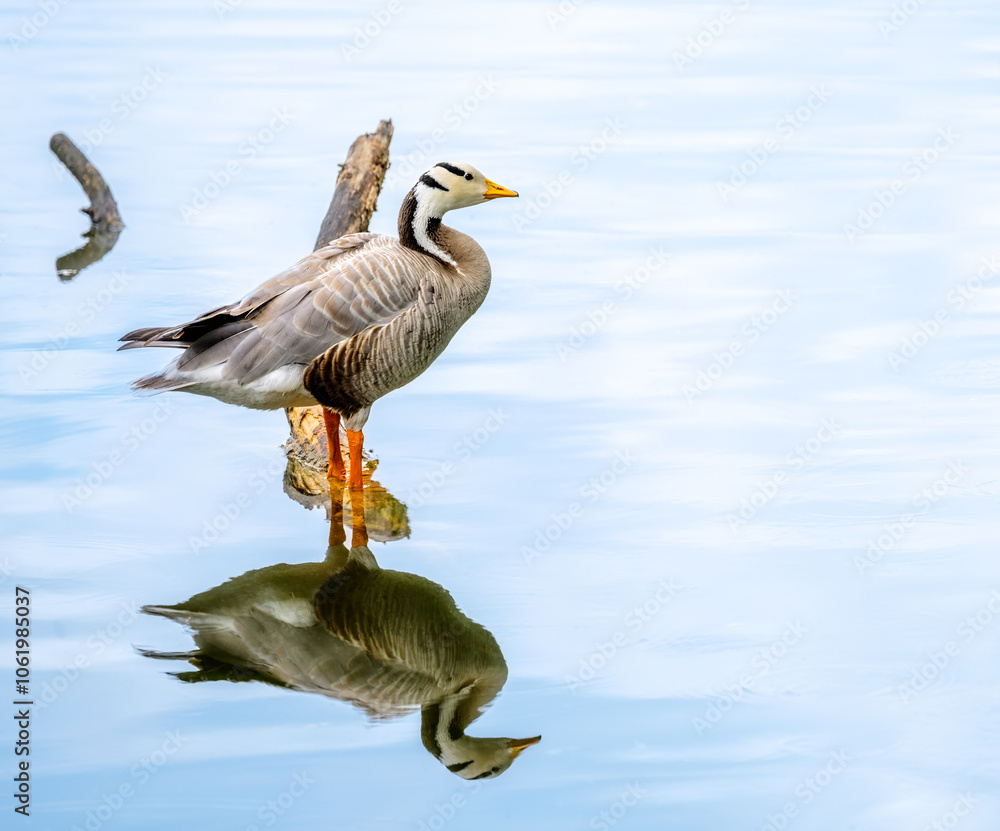Bar-headed goose standing in the water