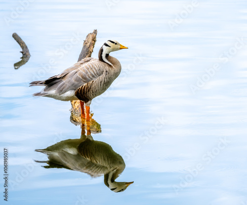 Obraz na płótnie Bar-headed goose standing in the water w salonie