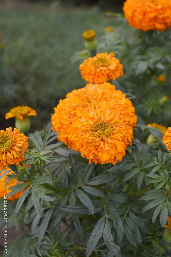 orange marigold flower blossom in garden, orange Mari Gold flowers for decorate garden, Close up of beautiful orange marigold flower. Nature, Marigold flowers bloom in the morning, Marigold orange marigold flower blossom in garden, orange Mari Gold flowers for decorate garden, Close up of beautiful orange marigold flower. Nature, Marigold flowers bloom in the morning, Marigold