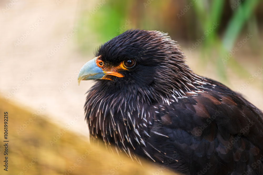 Fototapeta premium Portrait of Portrait of Forsters striated caracara, Phalcoboenus australis