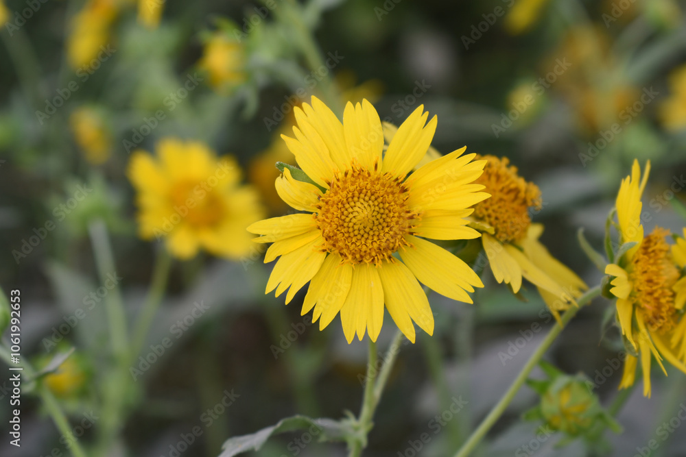 Golden Crownbeard (Also called Golden Crownbeard, Copen Daisy, golden crown beard) in the nature, Golden Crownbeard Flower closeup,Beautiful yellow flower closseup in nature Chakwal, Punjab, Pakistan Golden Crownbeard (Also called Golden Crownbeard, Copen Daisy, golden crown beard) in the nature, Golden Crownbeard Flower closeup,Beautiful yellow flower closseup in nature Chakwal, Punjab, Pakistan