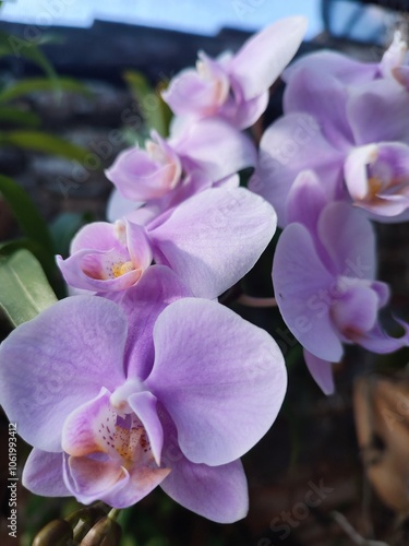 Lilac orchid