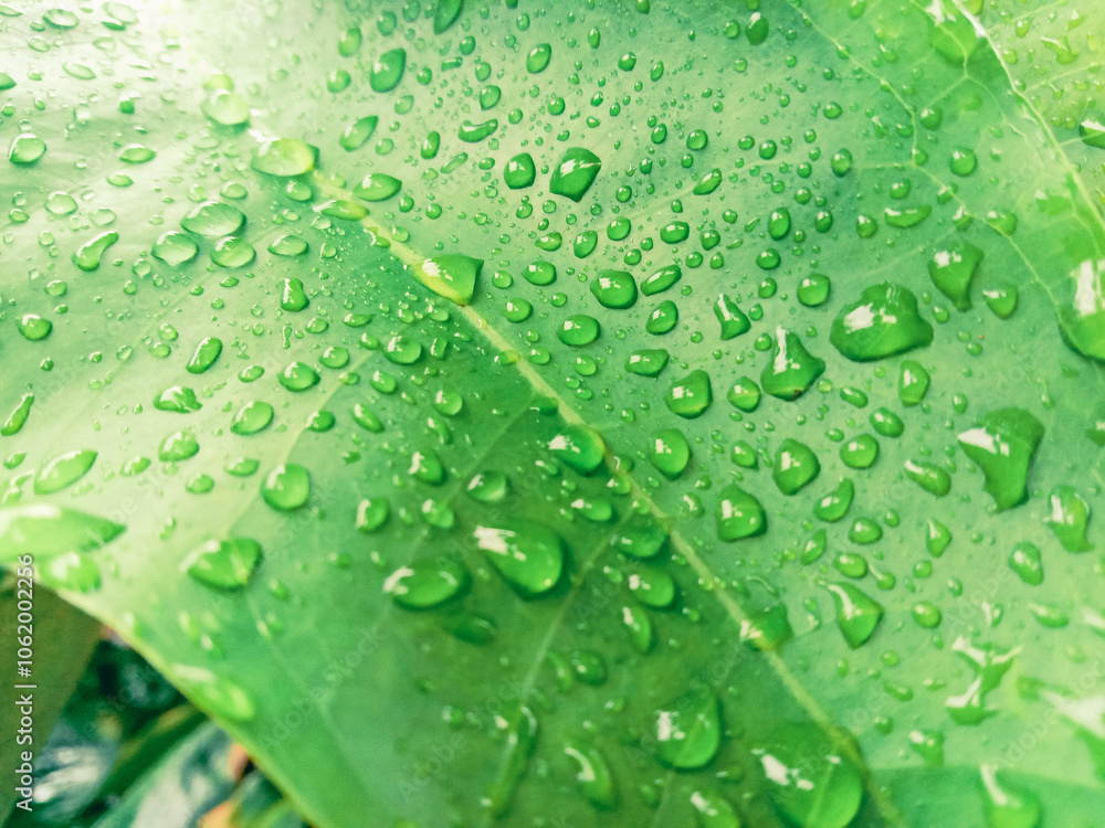 A leaf that has many water droplets after being rained on all day. A leaf that has many water droplets after being rained on all day.