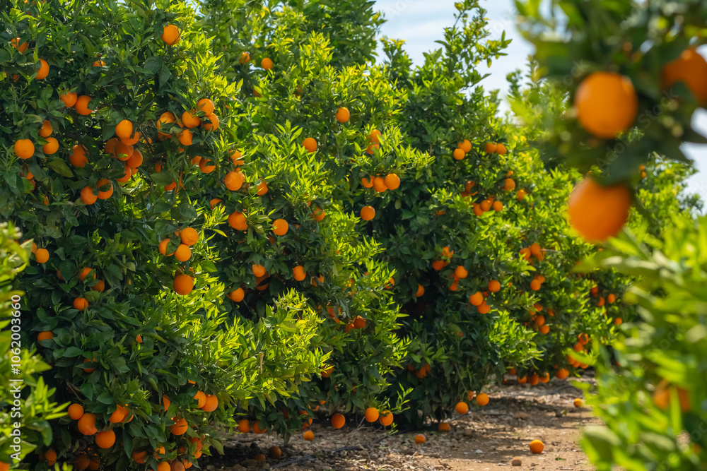 Orange garden with ripe oranges on tree branches. Orange garden with ripe oranges on tree branches.