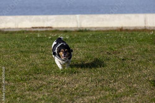 Kleiner Hund am Ufer eines Sees photo