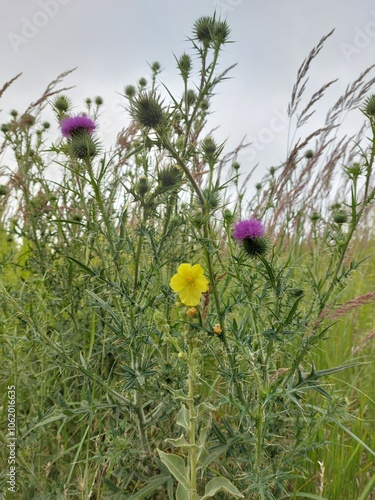 Yellow flower surrounded by thistle