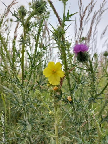 Yellow flower surrounded by thistle