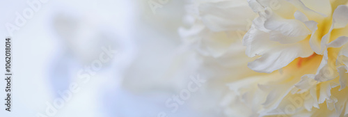 Abstract romantic background with copy space for text, delicate white peonies, selective focus, close-up