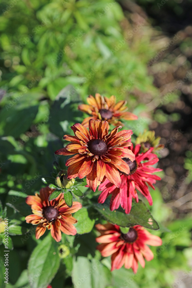 Closeup of a cluster of a red Black-eyed Susan blooms, Derbyshire England
Closeup of a cluster of a red Black-eyed Susan blooms, Derbyshire England