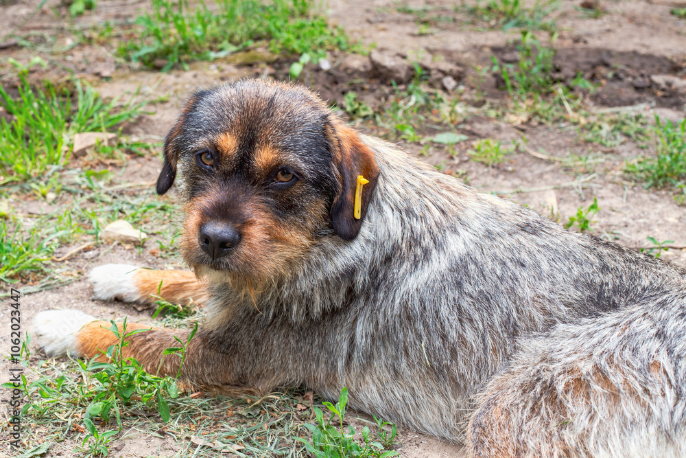 A grey stray dog with a brown muzzle and a tag in its ear. A castrated young bitch A grey stray dog with a brown muzzle and a tag in its ear. A castrated young bitch