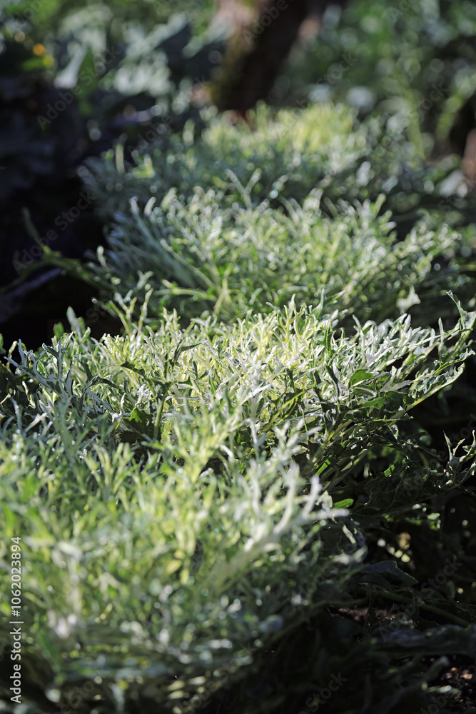 Closeup of a row of Kale Peacock White plants covered with dew, Derbyshire England
Closeup of a row of Kale Peacock White plants covered with dew, Derbyshire England