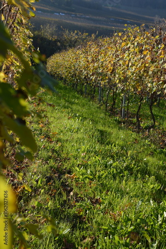 Vigneti