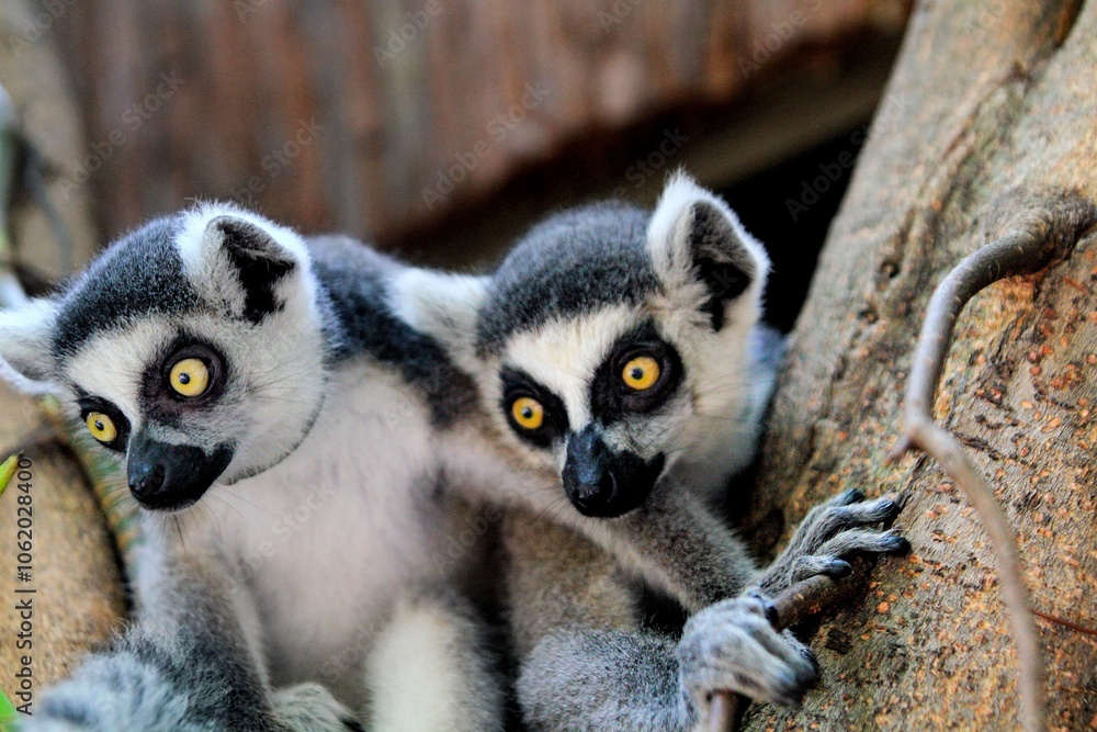 Close-Up of a Ring-Tailed Lemur Climbing a Tree Close-Up of a Ring-Tailed Lemur Climbing a Tree