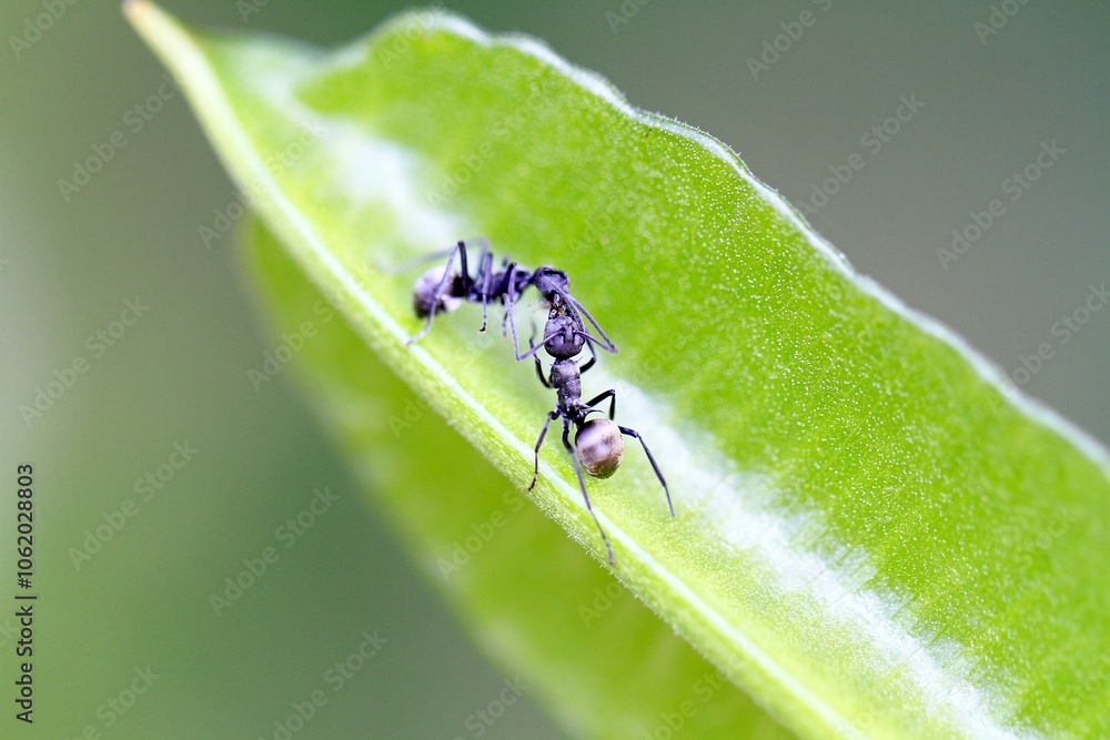 A Close-Up of Two Ants Interacting on a Green Leaf A Close-Up of Two Ants Interacting on a Green Leaf