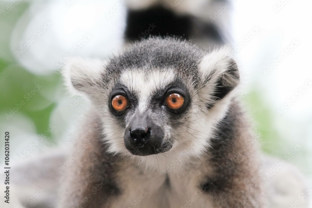 Close-Up of a Ring-Tailed Lemur Close-Up of a Ring-Tailed Lemur