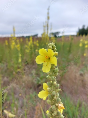 Yellow flower on a meadow