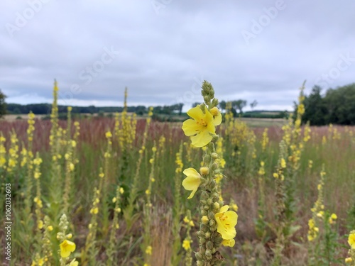Yellow flower on a meadow