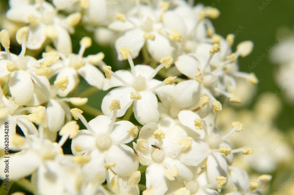 close up of white flower close up of white flower