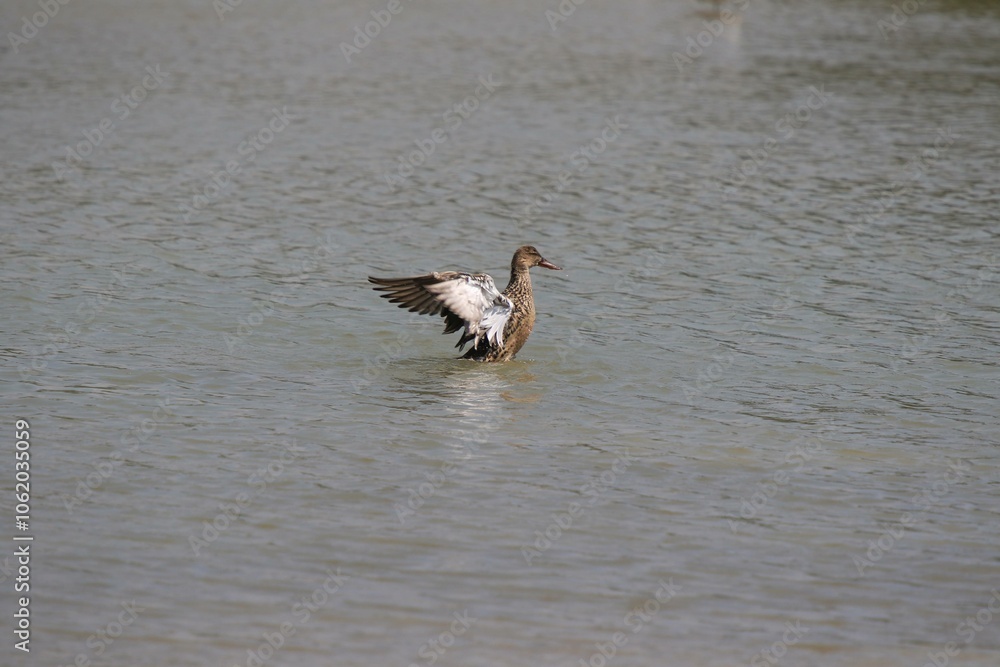 A Duck Flapping Its Wings on a Calm Body of Water A Duck Flapping Its Wings on a Calm Body of Water