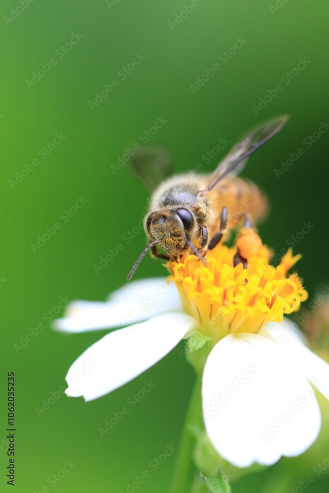 Honeybee Pollinating a White and Yellow Flower in a Green Field Honeybee Pollinating a White and Yellow Flower in a Green Field