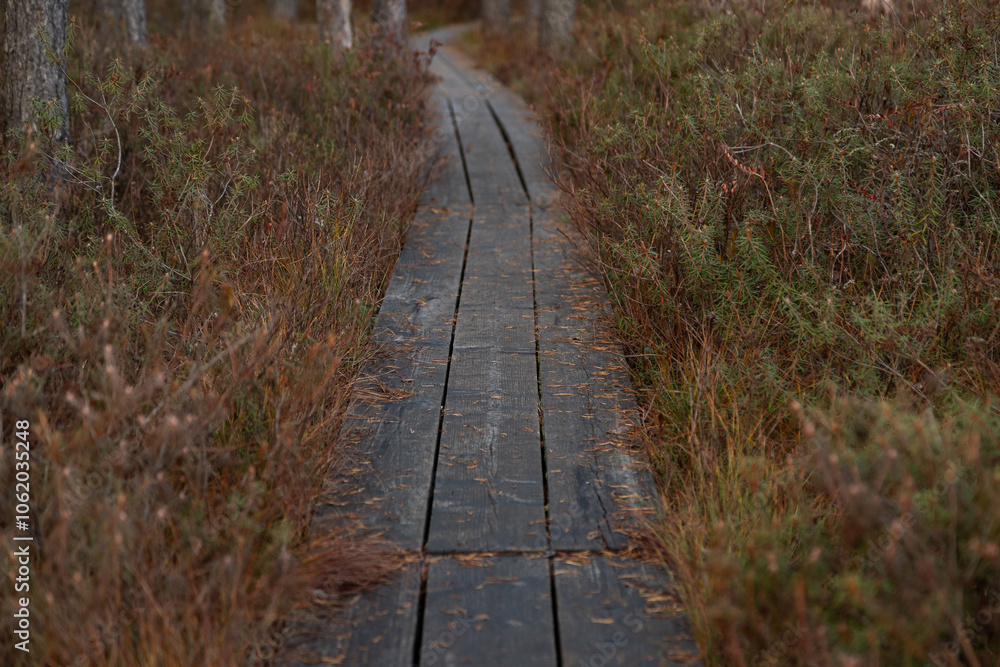 Obraz premium wooden path in nature trail in the forest in autumn with juniper brunches on both sides
