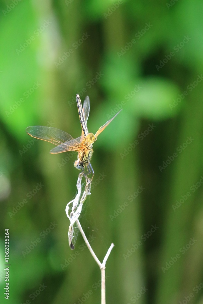 A Vibrant Dragonfly Perched on a Reed A Vibrant Dragonfly Perched on a Reed