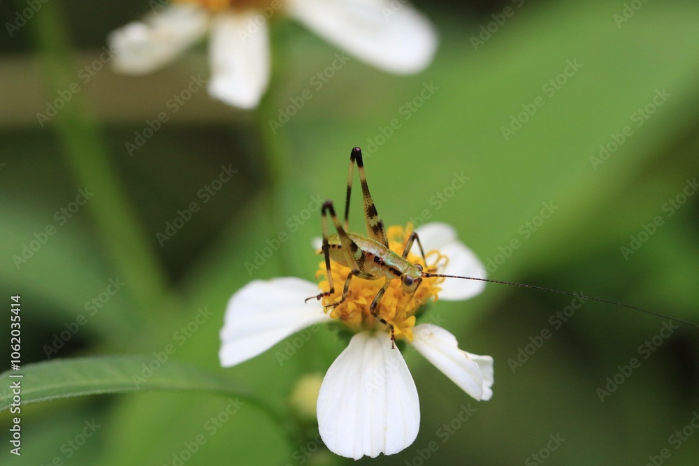 Close-Up of Grasshopper on White Flower with Yellow Center in Garden Close-Up of Grasshopper on White Flower with Yellow Center in Garden