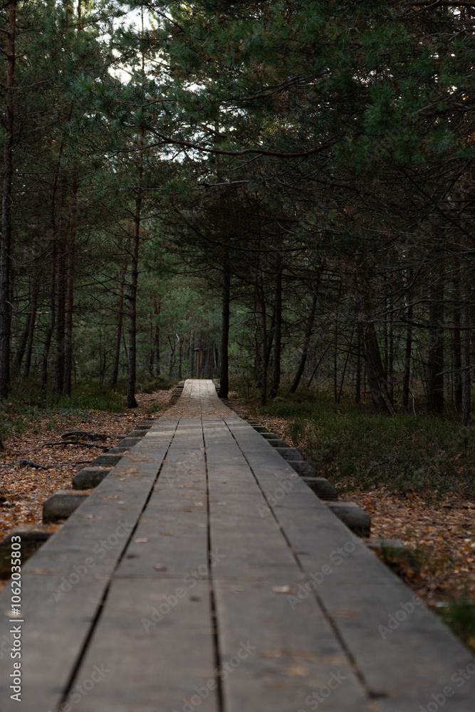 wooden path in nature trail in the dark forest with fallen leaves and dark green pine trees in autumn wooden path in nature trail in the dark forest with fallen leaves and dark green pine trees in autumn
