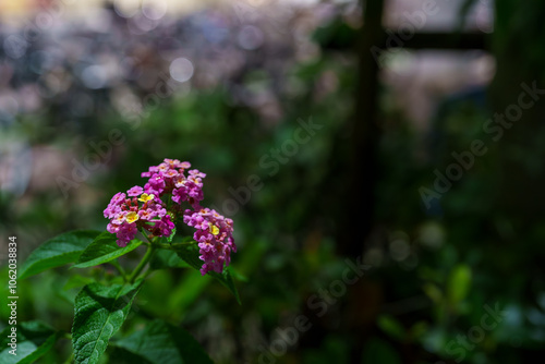 雨の雫がついたランタナの花、Lantana、Lantana camara、七変化