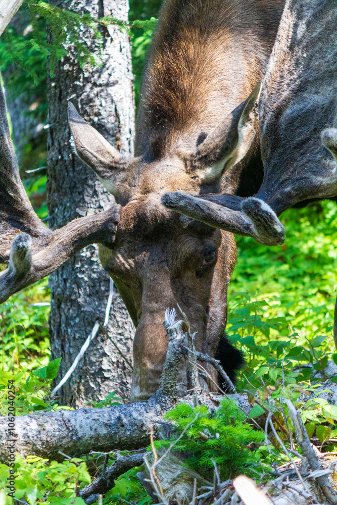 Majestic Moose Grazing in Lush Forest Setting Majestic Moose Grazing in Lush Forest Setting