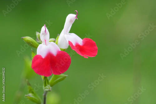 A close-up of a beautiful flower Salvia microphylla Hot Lips with red and white petals, set against a soft green background. photo