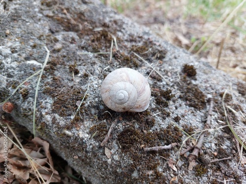 Snail shell on the ground