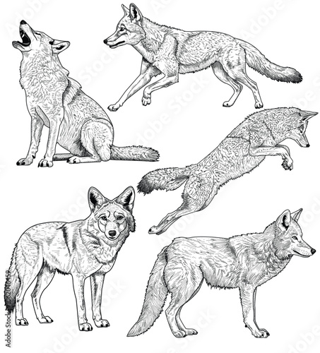 black and white vector illustration coyote set