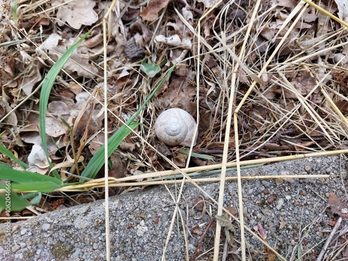 Snail shell on the ground