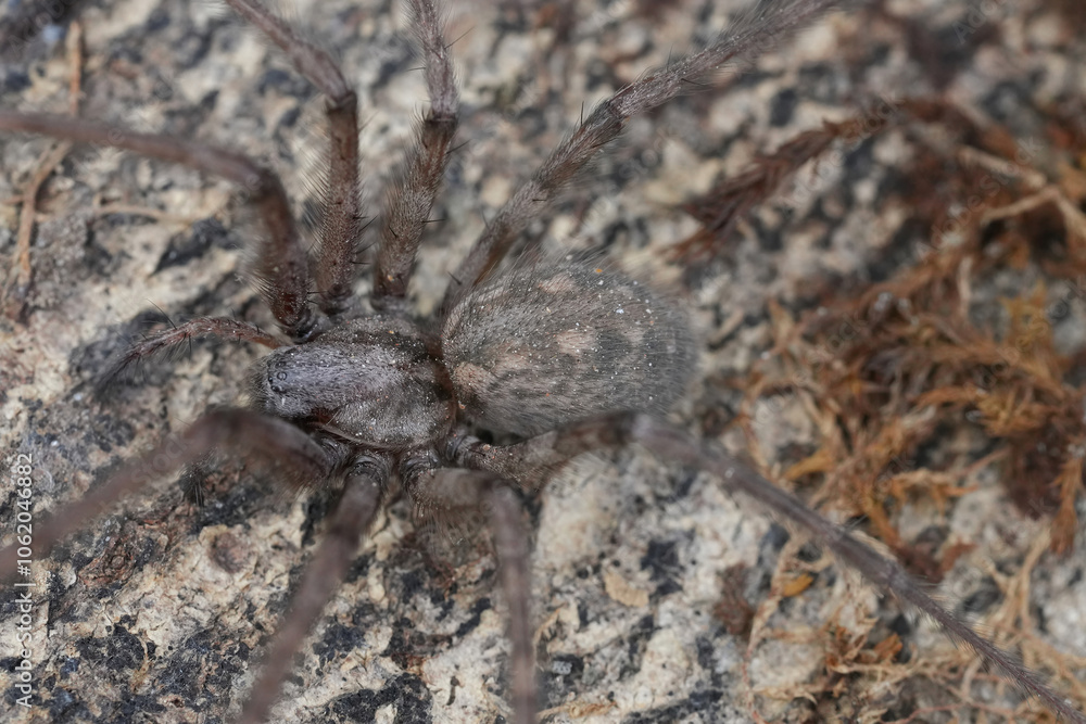 Close-Up of Brown Hairy giant house spider Eratigena atrica on Textured Surface Close-Up of Brown Hairy giant house spider Eratigena atrica on Textured Surface