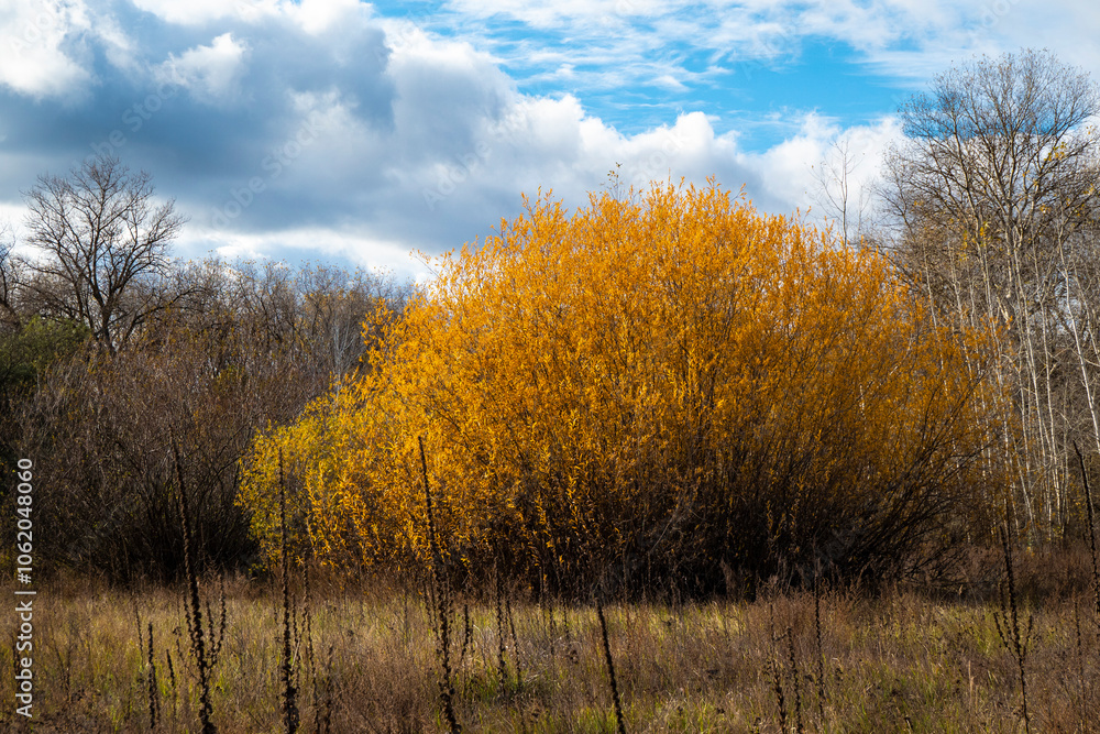 Autumn has turned gold.
In autumn, the color of the leaves turns yellow. But this yellowness does not last long.
Autumn has turned gold.
In autumn, the color of the leaves turns yellow. But this yellowness does not last long.