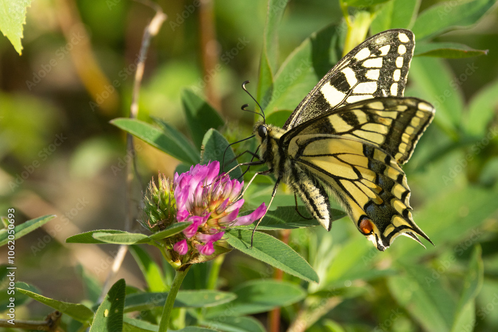 A large Old world swallowtail visiting a pinkish blooming Clover and drinking nectar from it on a rural meadow in Estonia, Northern Europe A large Old world swallowtail visiting a pinkish blooming Clover and drinking nectar from it on a rural meadow in Estonia, Northern Europe