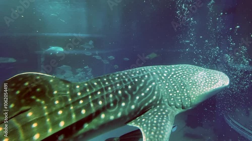 Large Tank a lot of fish underwater and shark whale swim in aquarium, Osaka Japan