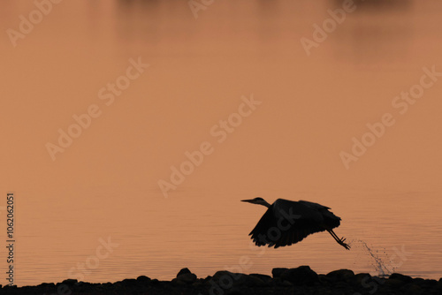 Heron at Vartry Reservoir, county Wicklow, Ireland