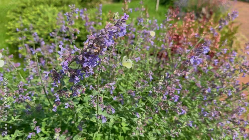 Butterflies lemongrass buckthorn (Gonepteryx rhamni) and bumblebees eating pollen from catmint flower (Nepeta racemosa) Butterflies lemongrass buckthorn (Gonepteryx rhamni) and bumblebees eating pollen from catmint flower (Nepeta racemosa)