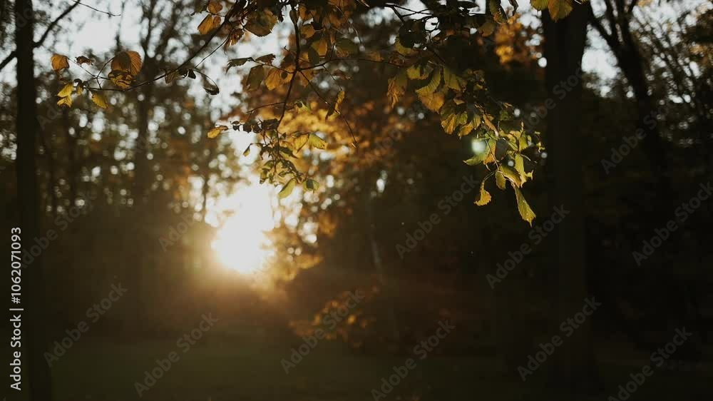 Bright autumn leaves swinging on a tree with sun flares in autumn at sunset. Golden autumn sun rays, mountains background. Autumn evening sun light tree golden hour Bright autumn leaves swinging on a tree with sun flares in autumn at sunset. Golden autumn sun rays, mountains background. Autumn evening sun light tree golden hour