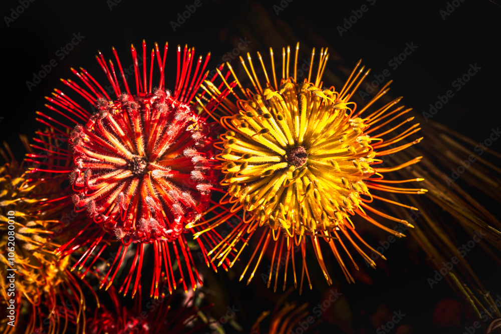 Protea Pincushion Flowers, abstract shapes and geometry close-up from above 
