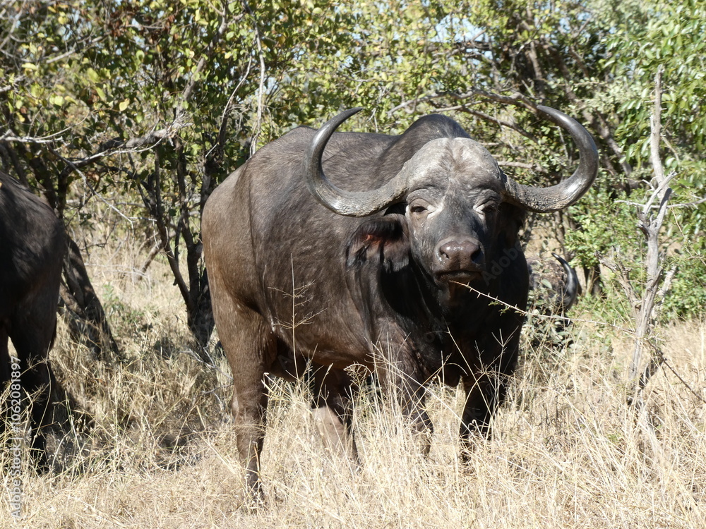 Buffalo in the wild Buffalo in the wild