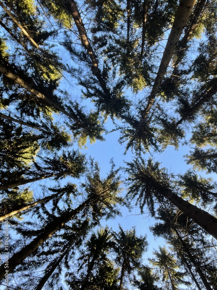 Trees in the forest Trees in the forest